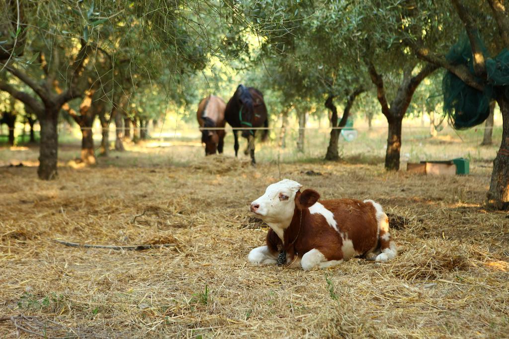 Agriturismo Il Pozzo 카살벨리노 외부 사진