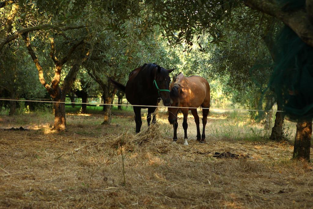 Agriturismo Il Pozzo 카살벨리노 외부 사진